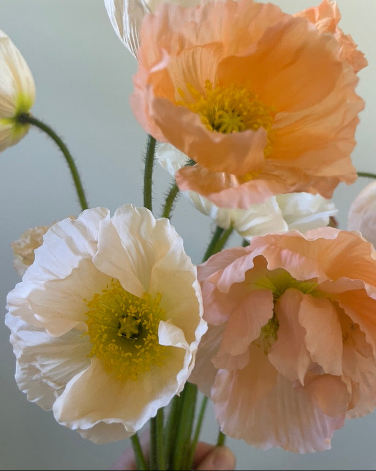 Hummingbird Poppy Mix