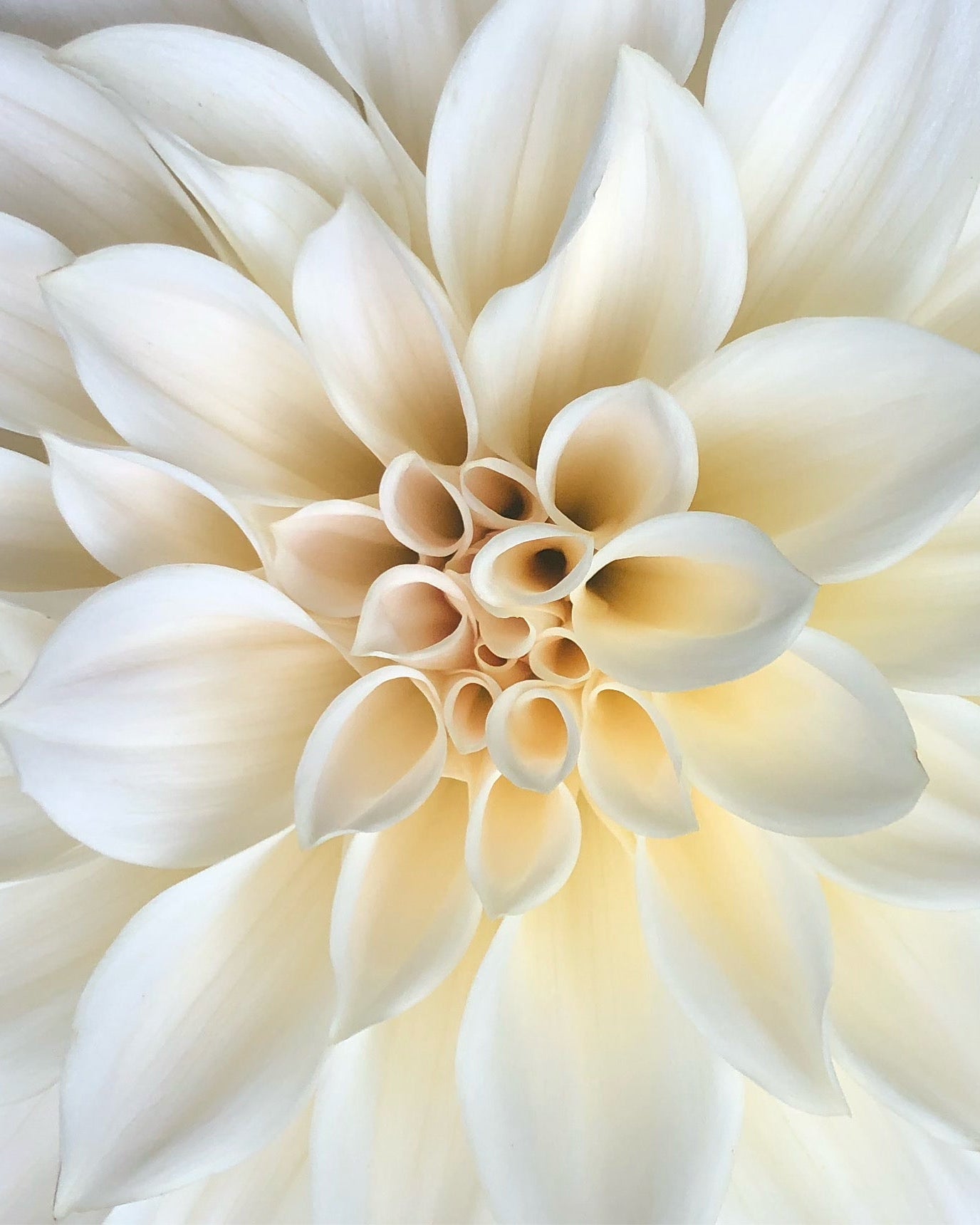 Close-up of a white flower with intricate petal details