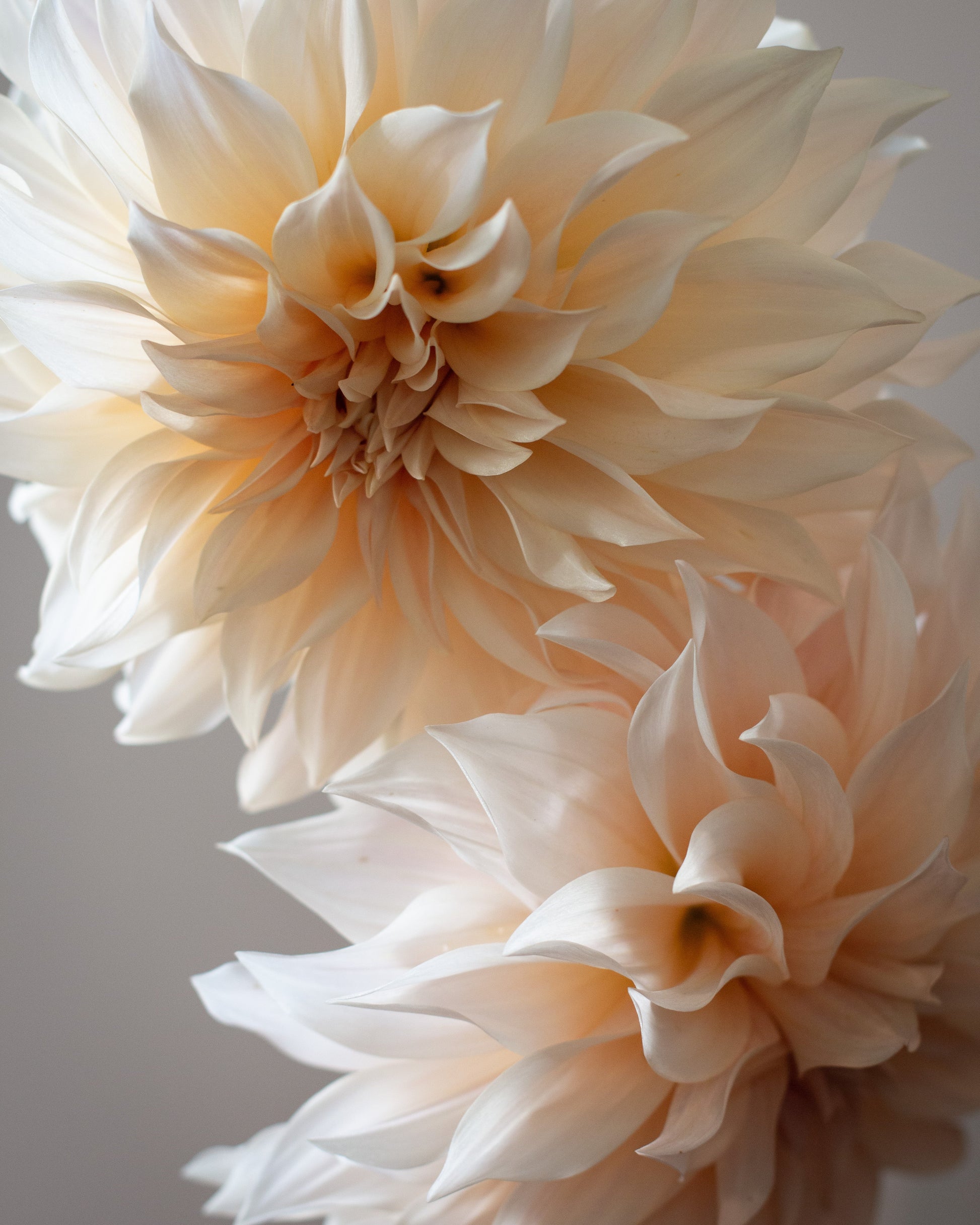 Close-up of two large, light-colored flowers against a neutral background