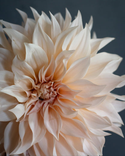 Close-up of a beige dahlia flower against a dark background