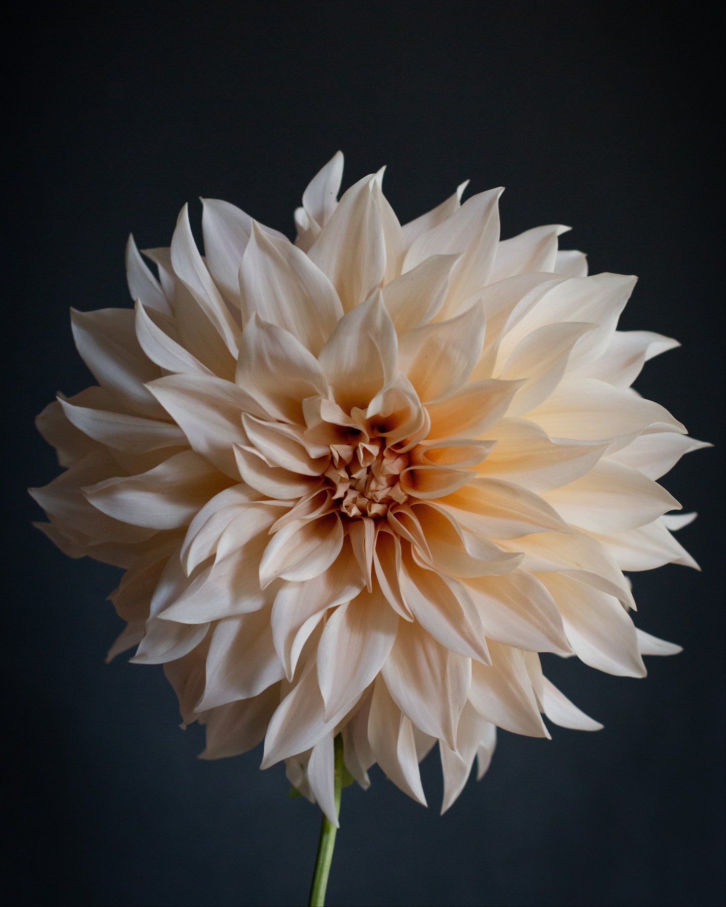 Beige dahlia flower against a black background
