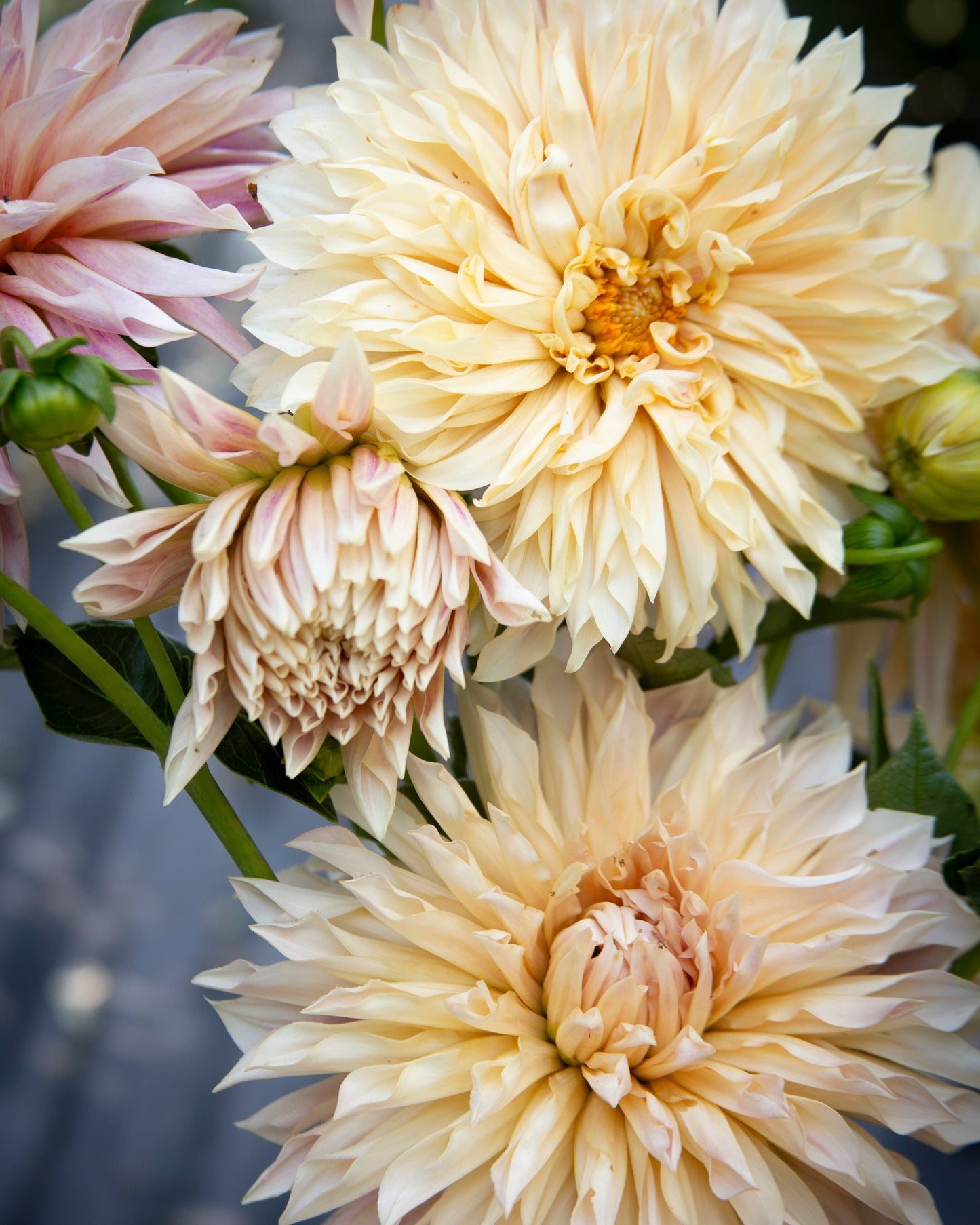 Close-up of large, light-colored flowers with a blurred background