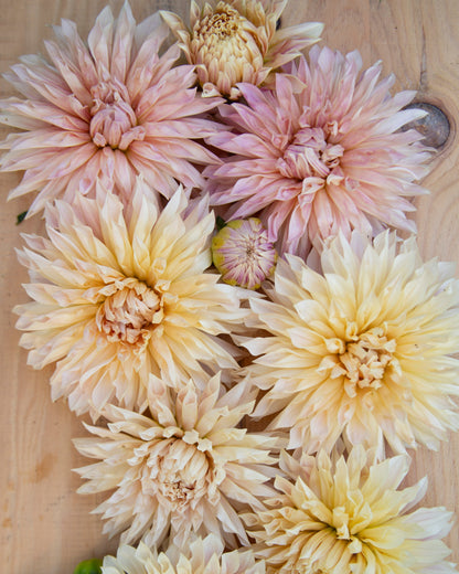 Pink and yellow flowers on a wooden surface