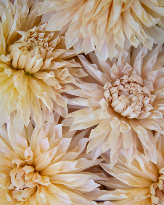 Close-up of creamy yellow flowers with a soft focus background
