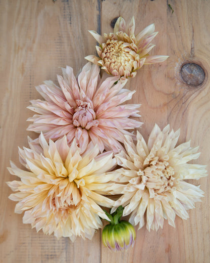 Four flowers of different colors on a wooden surface
