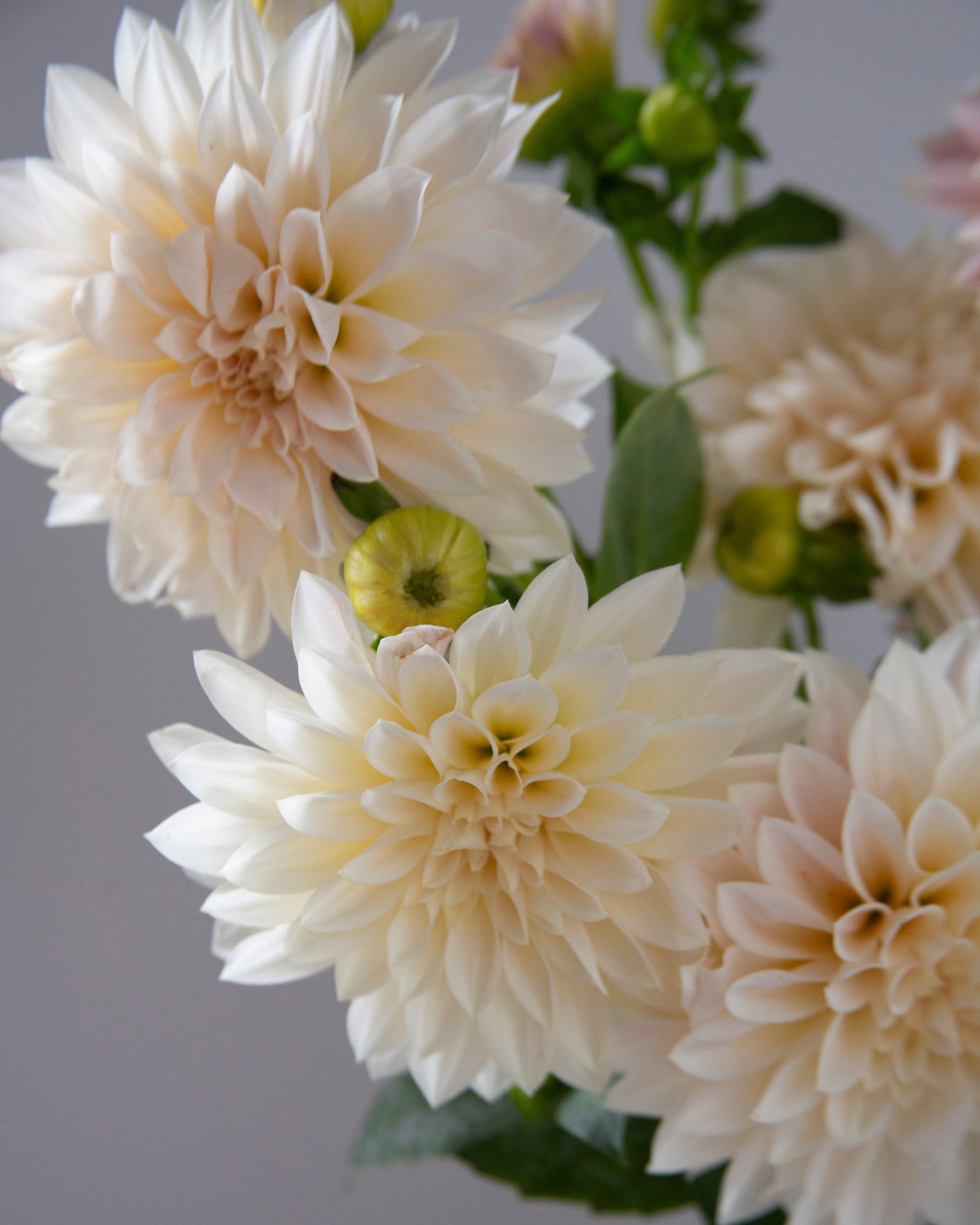 Close-up of creamy white flowers with green stems on a blurred gray background