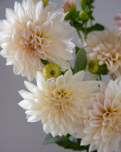 Close-up of creamy white flowers with green stems on a blurred gray background