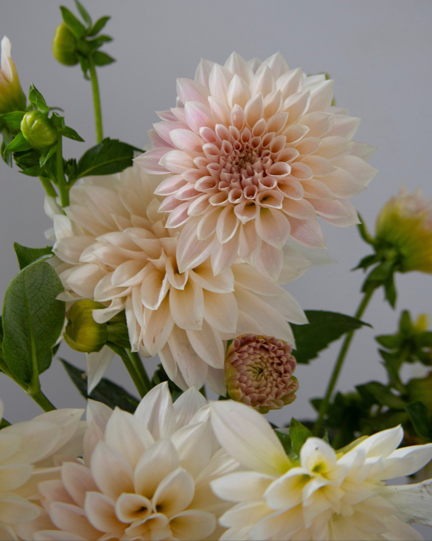 Close-up of pink and white dahlias with green leaves on a plain background