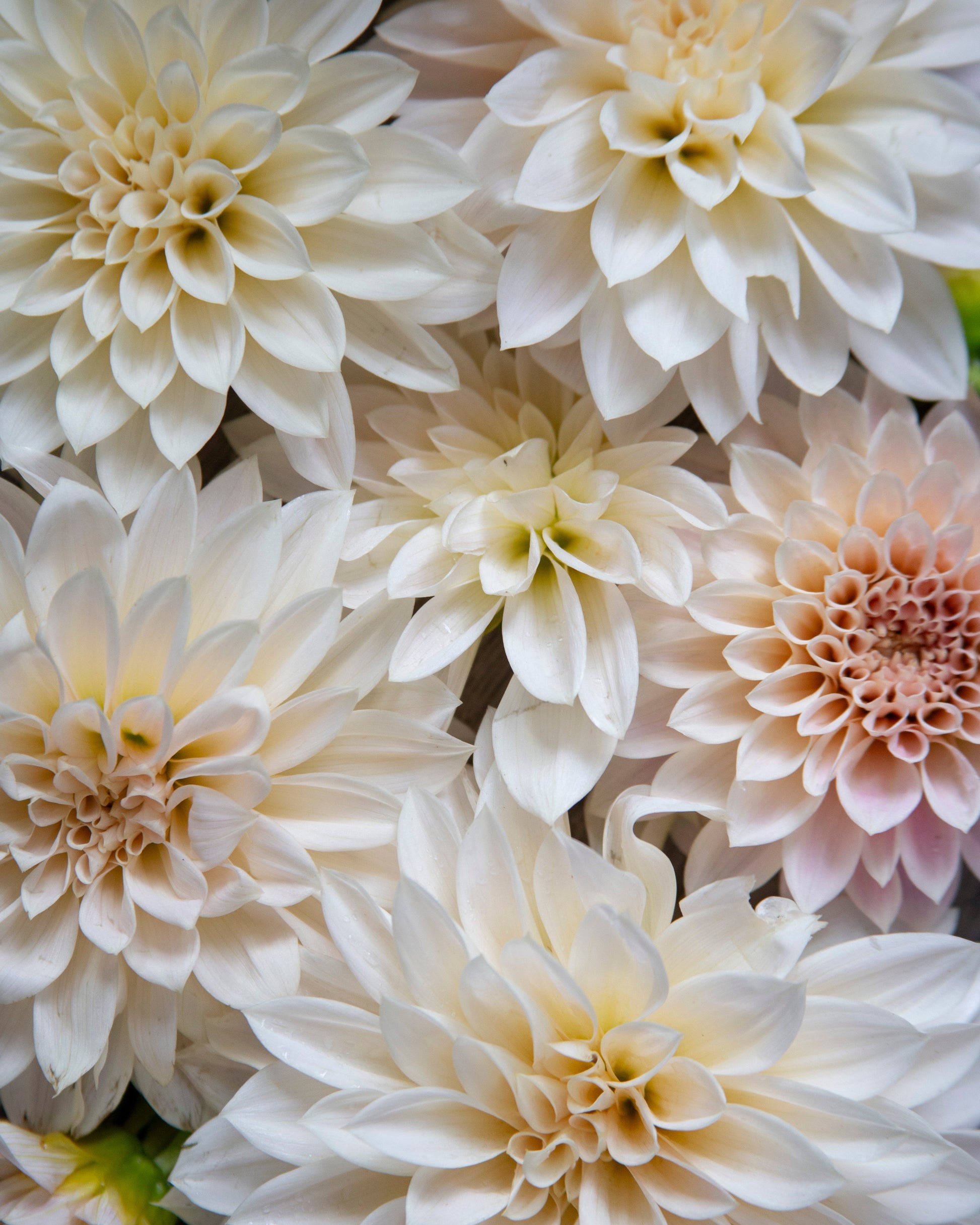 Close-up of white and light pink dahlias with a blurred background