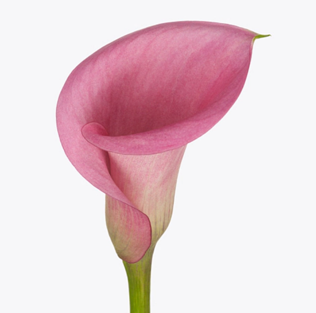 Pink calla lily flower on a white background