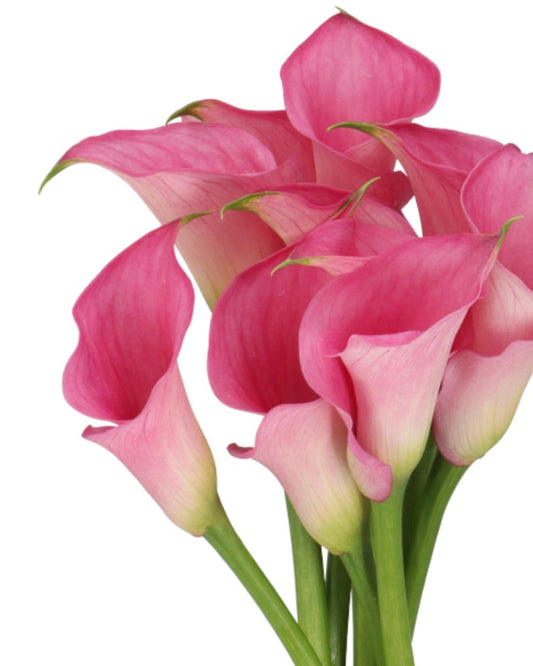 Calla Lily Call Extase