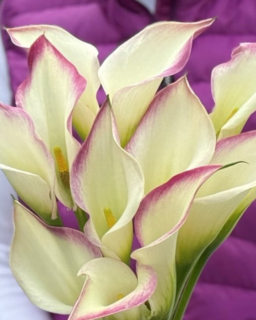 Bouquet of white and pink calla lilies held by a person wearing a purple jacket.