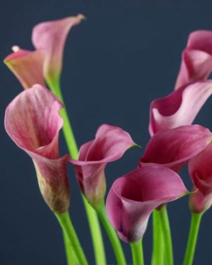 Pink calla lilies against a dark background