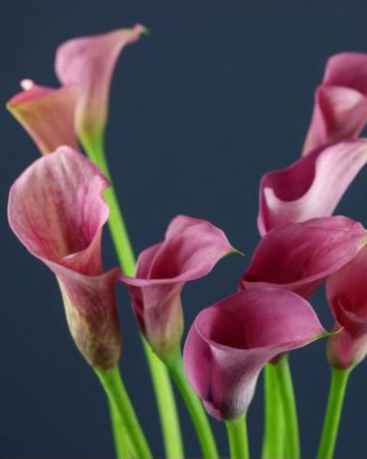 Pink calla lilies against a dark background