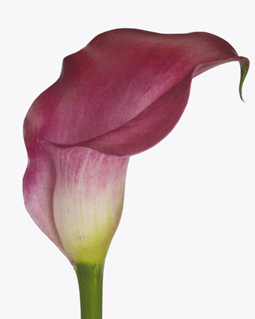 Pink calla lily flower on a white background