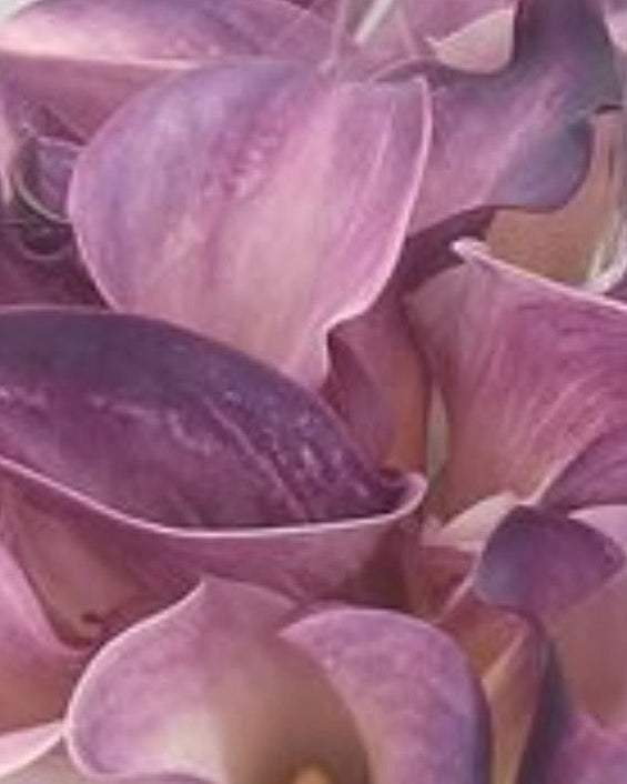 Close-up of purple and white calla lilies.