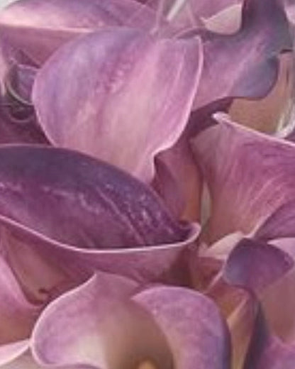 Close-up of purple and white calla lilies.