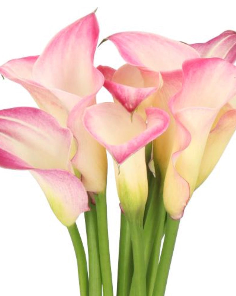 Bouquet of pink and white calla lilies on a white background