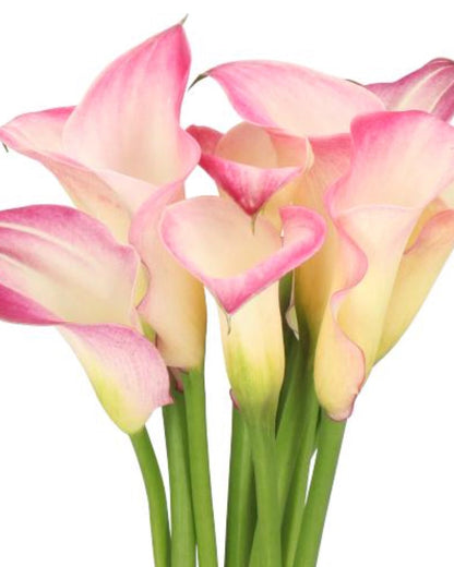 Bouquet of pink and white calla lilies on a white background