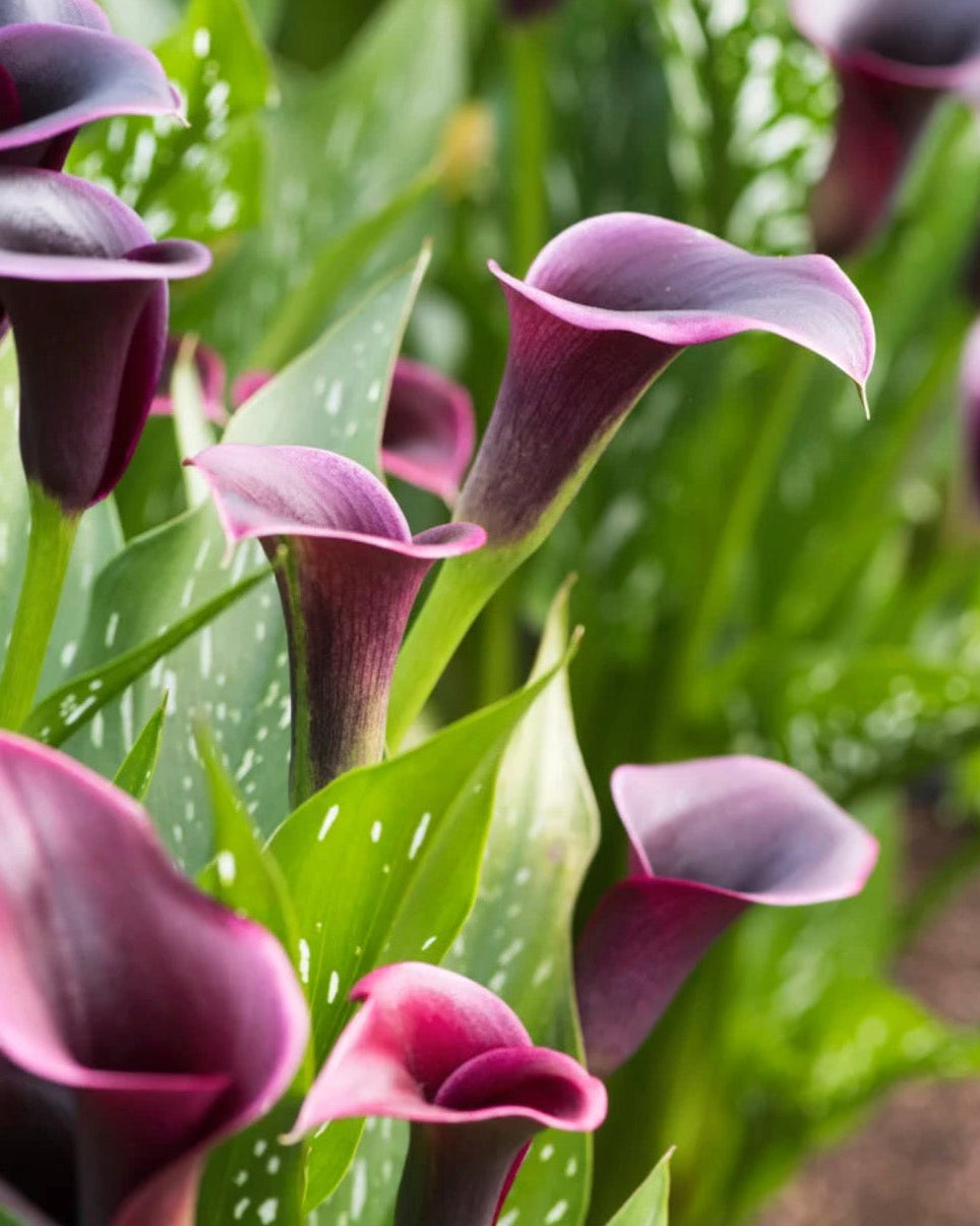 Close-up of purple calla lilies with green leaves.