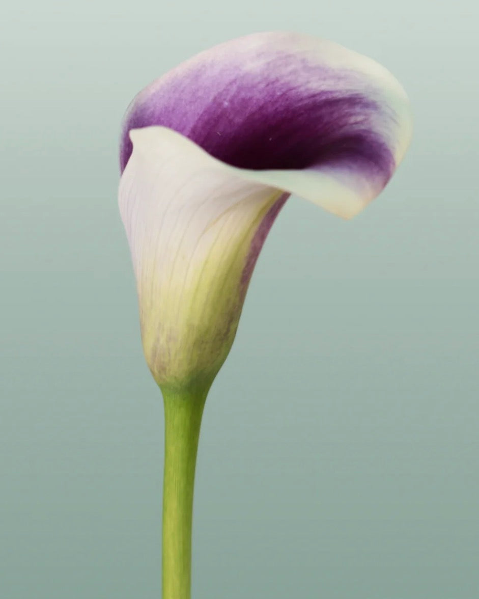 Calla lily flower with purple and white petals on a light gray background