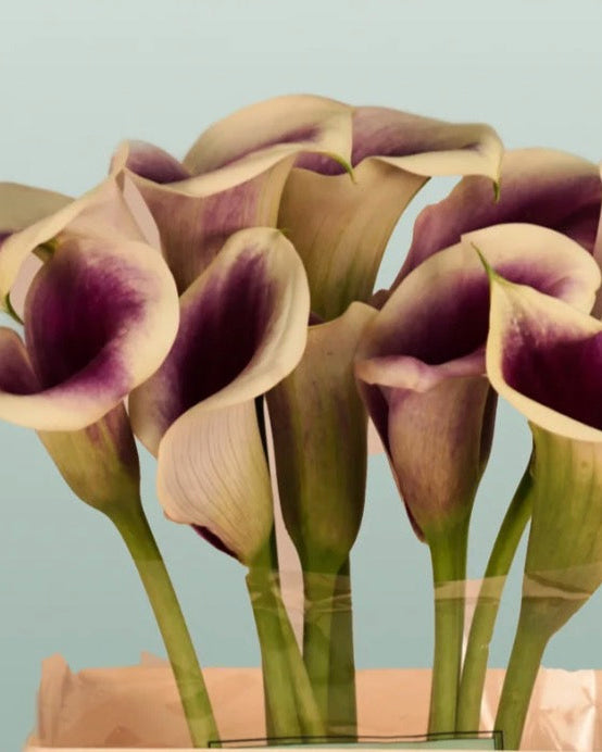 Bouquet of purple and green calla lilies on a light blue background
