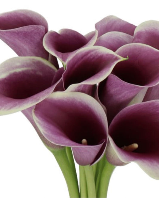 Bouquet of purple calla lilies on a white background
