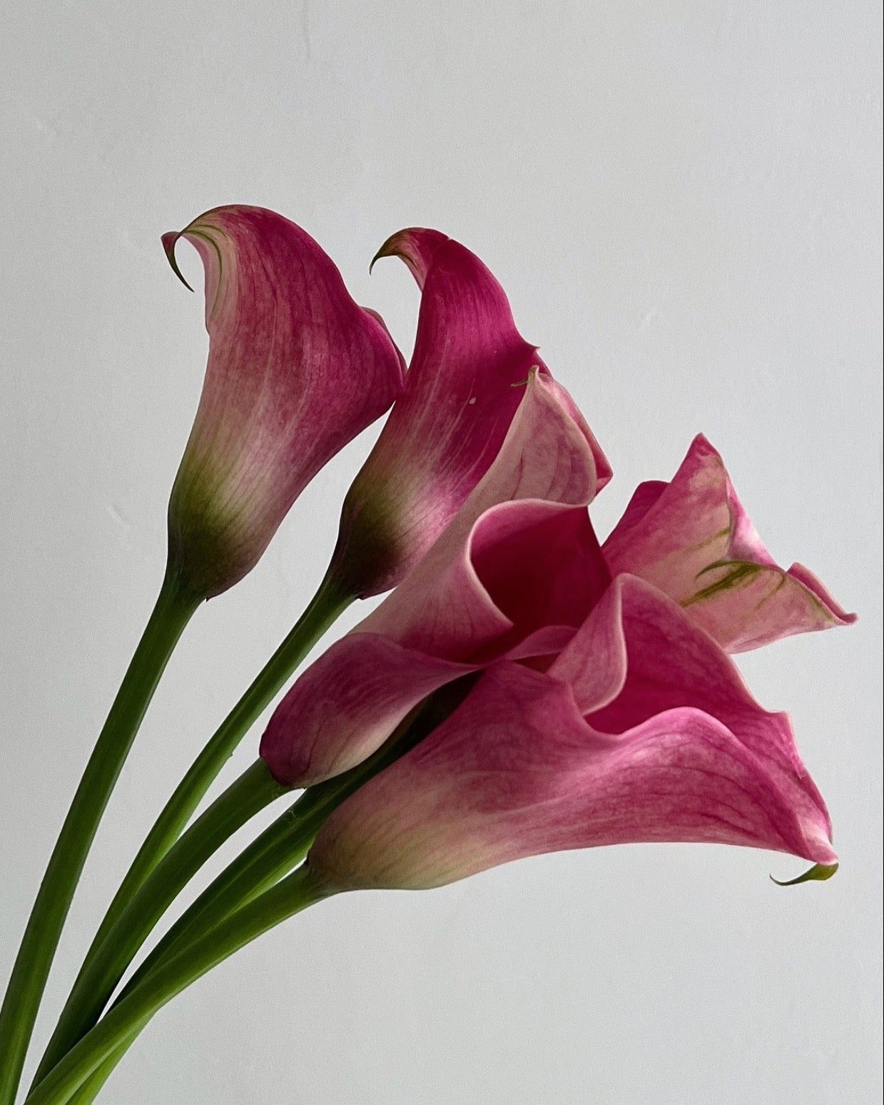 Pink calla lilies on a light gray background