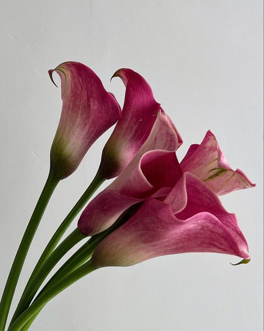 Pink calla lilies on a light gray background