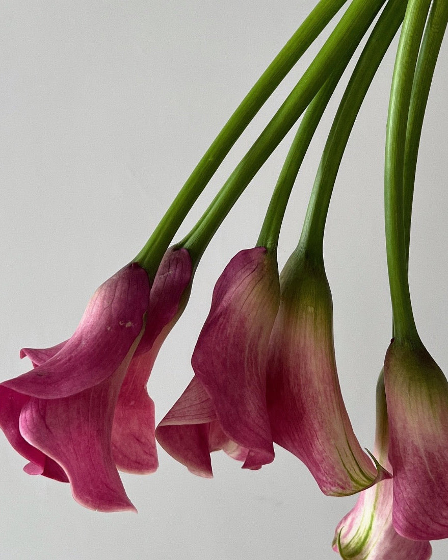 Pink calla lilies with green stems against a neutral background
