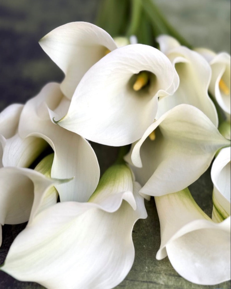 Close-up of a bouquet of white calla lilies with a blurred background