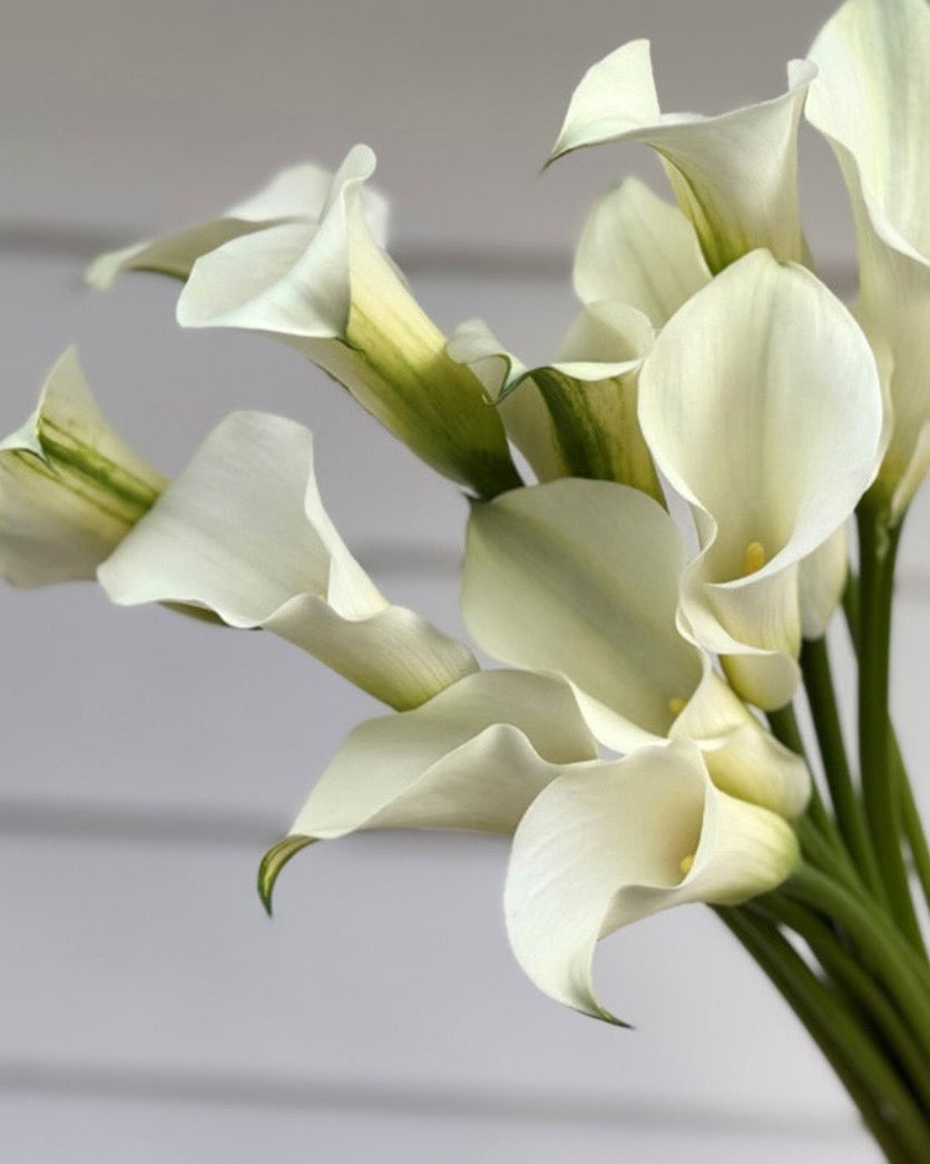 Bouquet of white calla lilies held against a neutral background