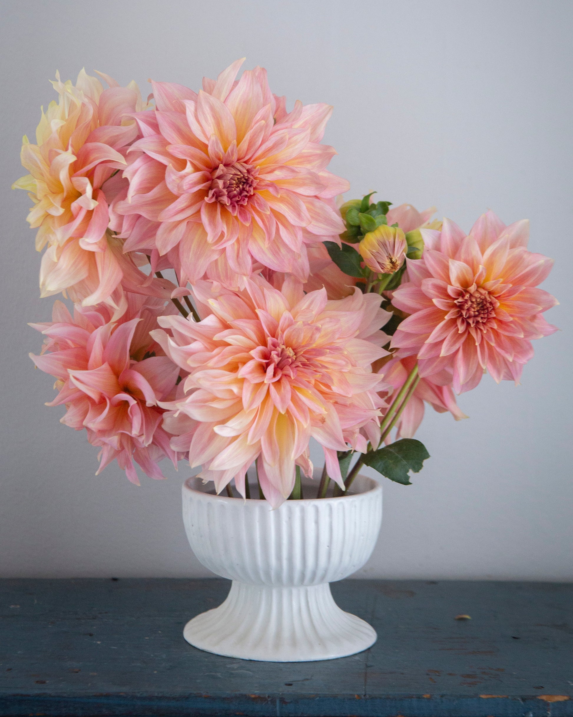Bouquet of pink dahlias in a white vase against a gray background