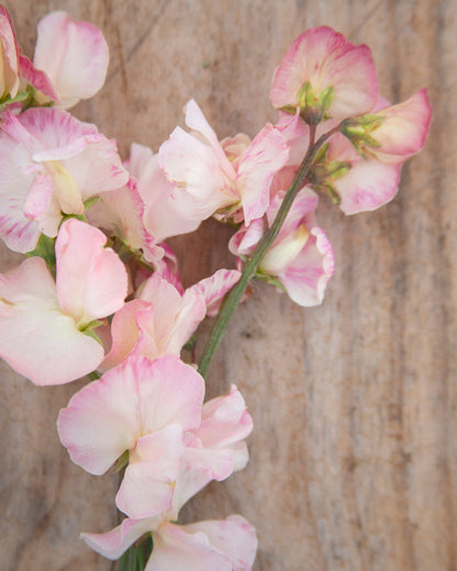 Sweet Pea Castlewellan