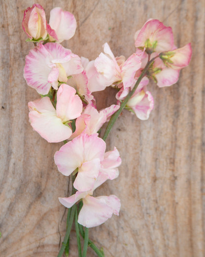 Sweet Pea Castlewellan