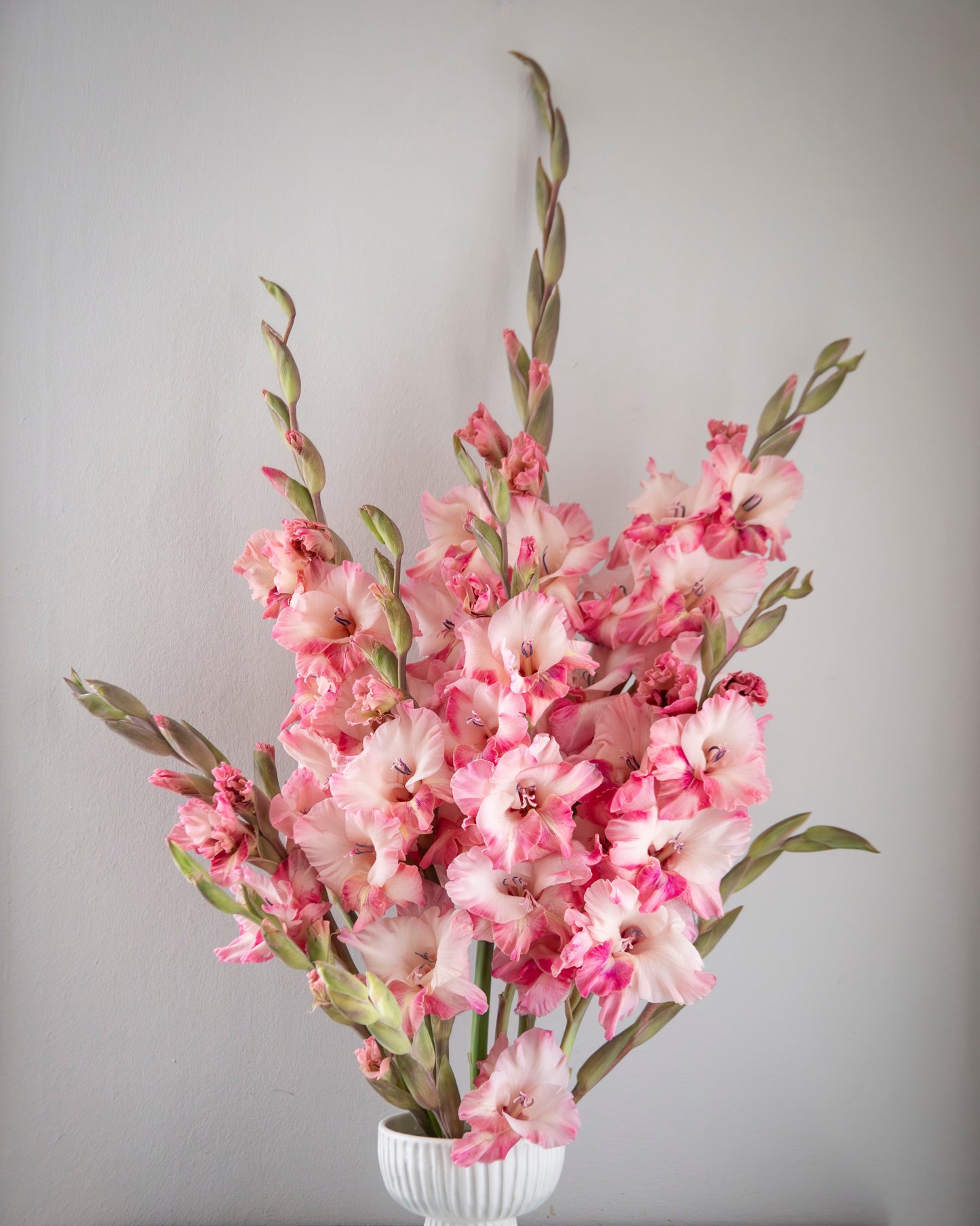 A bouquet of pink and white gladiolus flowers arranged in a white ribbed pedestal vase, set on a distressed blue wooden cabinet against a plain light gray wall.