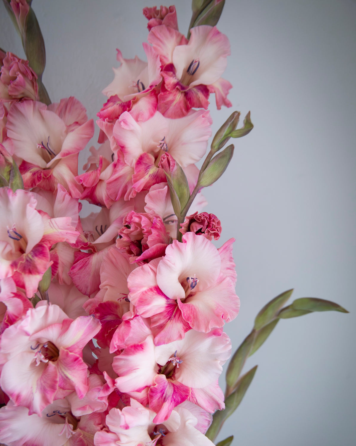 A close-up of pink and white gladiolus flowers with green stems against a soft gray background.