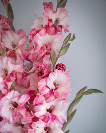 A close-up of pink and white gladiolus flowers with green stems against a soft gray background.