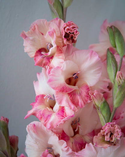 A close-up of pink and white gladiolus flowers with green buds against a soft gray background.