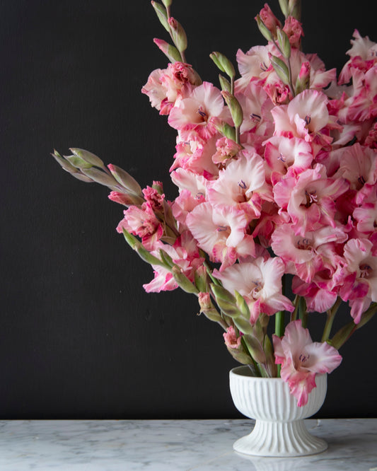 Pink and white gladiolus flowers arranged in a white ribbed pedestal vase against a dark charcoal background.