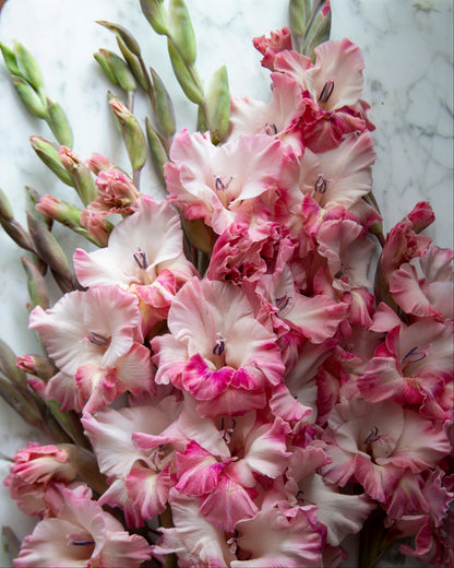 A close-up of a bouquet of pink and white variegated gladiolus flowers with green buds and stems, arranged on a white marble surface.
