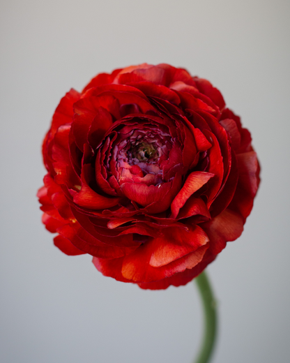 Ranunculus Cioccolato