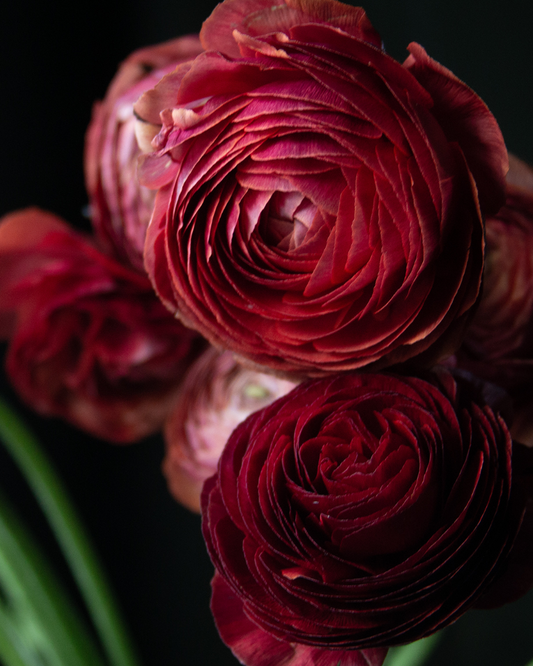 Ranunculus Cioccolato