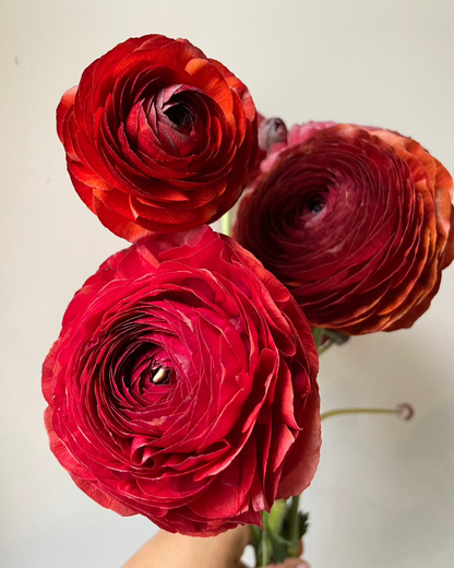 Ranunculus Cioccolato