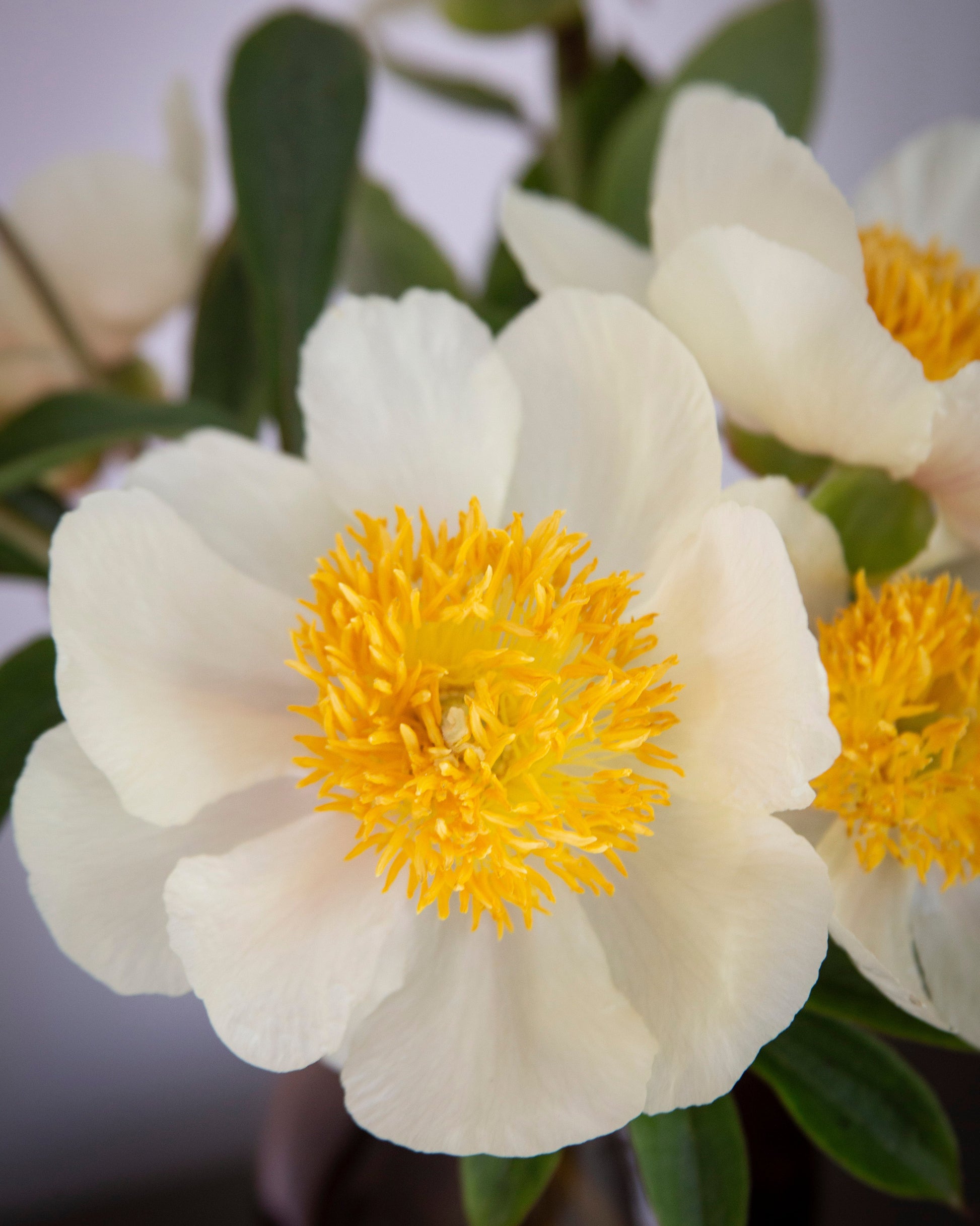 Close-up of a white flower with a yellow center in a vase.