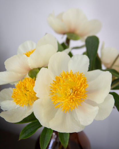 Bouquet of white flowers with yellow centers in a vase against a light background