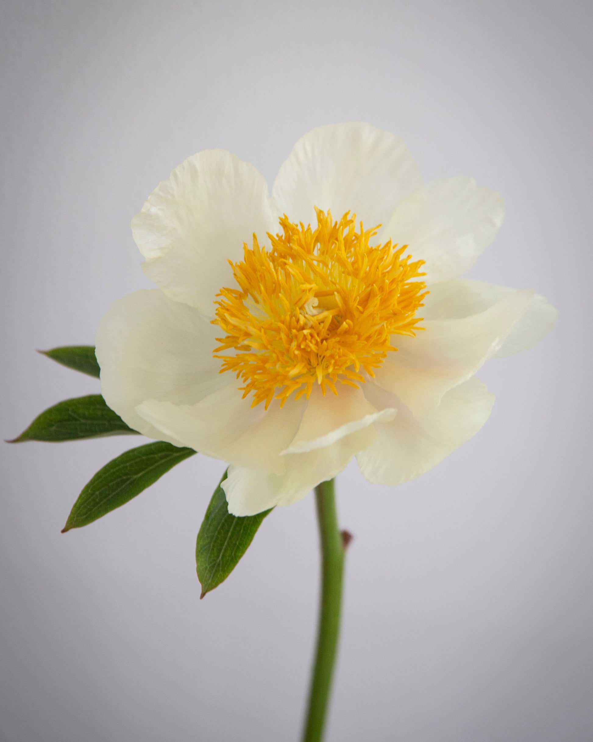 White flower with a yellow center on a gray background