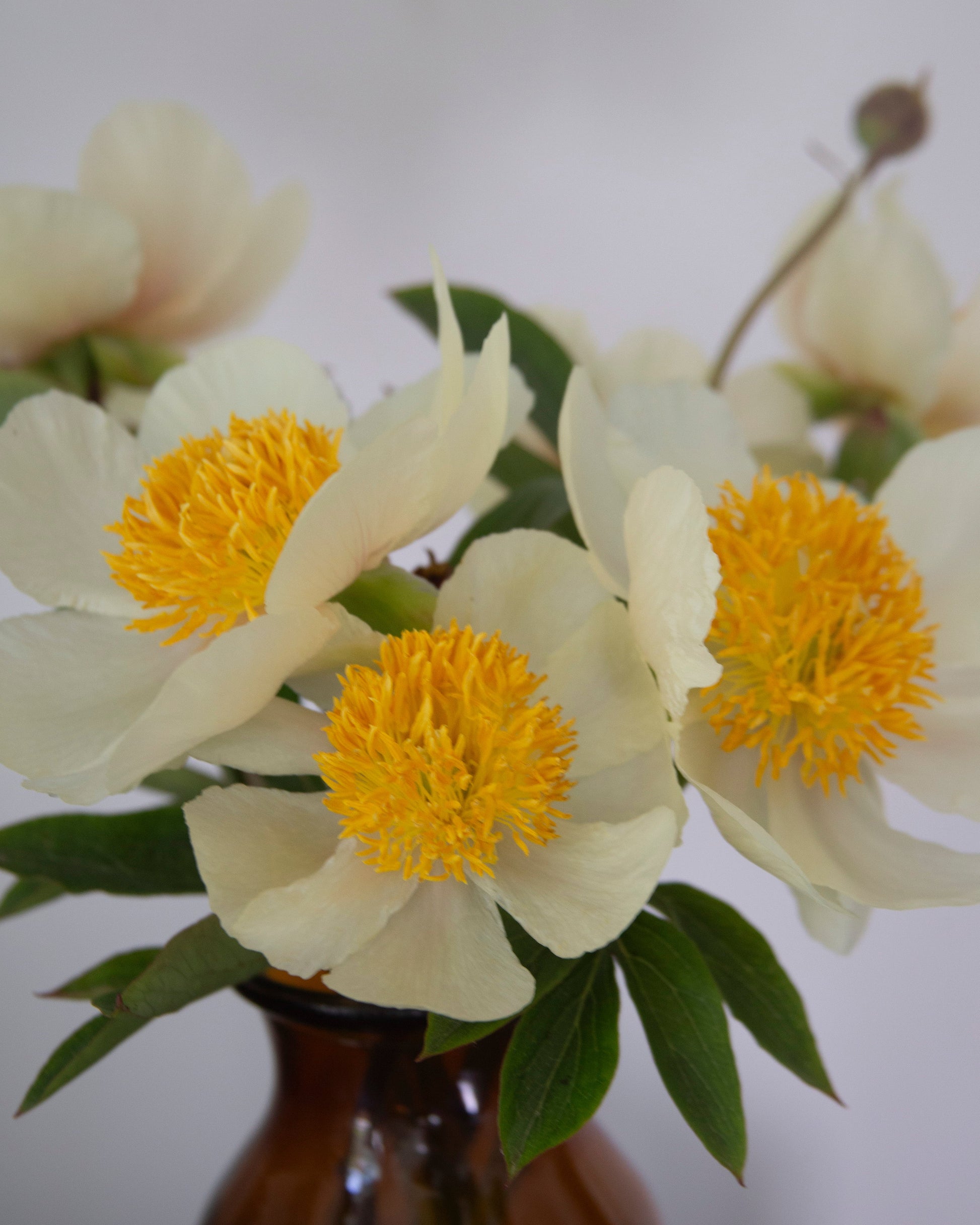 White flowers with yellow centers in a brown vase against a white background