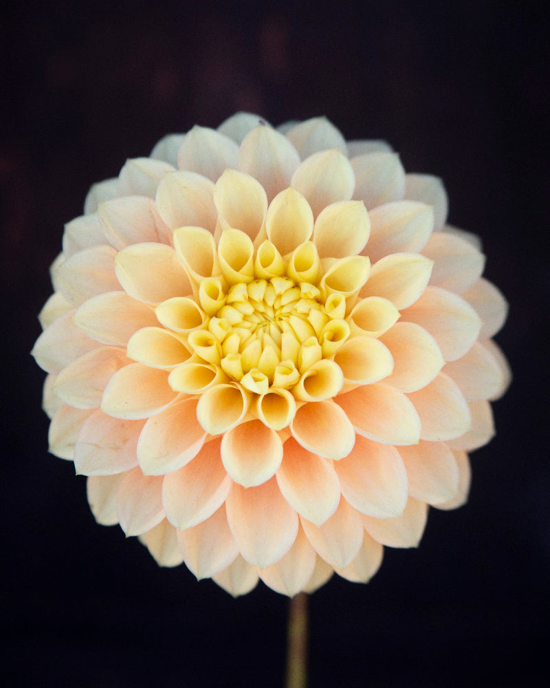 Clearview Crackerjack