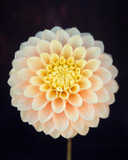 Clearview Crackerjack